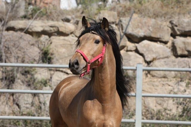 PRE Falbe mit viel Potenzial für Dressur, Post-Your-Horse.com (Caballoria S.L.), Pferd kaufen, Rafelguaraf, Abbildung 11