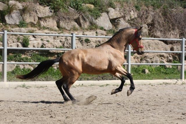 PRE Falbe mit viel Potenzial für Dressur, Post-Your-Horse.com (Caballoria S.L.), Pferd kaufen, Rafelguaraf, Abbildung 12