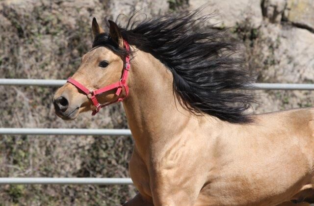 PRE Falbe mit viel Potenzial für Dressur, Post-Your-Horse.com (Caballoria S.L.), Pferd kaufen, Rafelguaraf, Abbildung 2