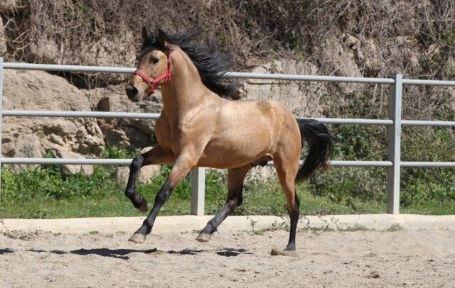 PRE Falbe mit viel Potenzial für Dressur, Post-Your-Horse.com (Caballoria S.L.), Pferd kaufen, Rafelguaraf, Abbildung 10