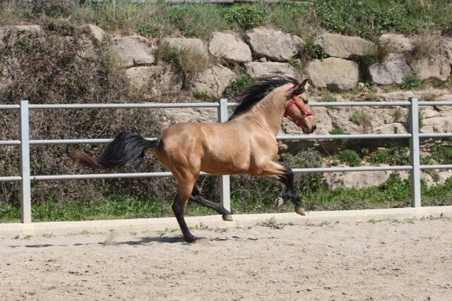 PRE Falbe mit viel Potenzial für Dressur, Post-Your-Horse.com (Caballoria S.L.), Pferd kaufen, Rafelguaraf, Abbildung 3