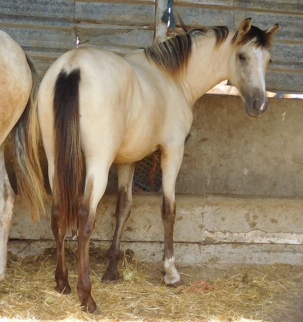 PRE Falbstute / full papers, Post-Your-Horse.com (Caballoria S.L.), Horses For Sale, Rafelguaraf