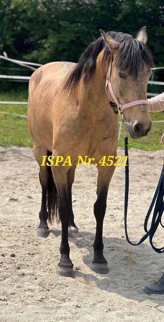 PRE Falbstute für Freizeit / Zucht, ISPA - Iberische Sportpferde Agentur (ISPA - Iberische Sportpferde Agentur), Horses For Sale, Bedburg
