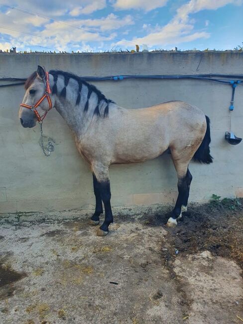 PRE Fetitche Peralta Buckskin barocker, Post-Your-Horse.com (Caballoria S.L.), Horses For Sale, Rafelguaraf, Image 4