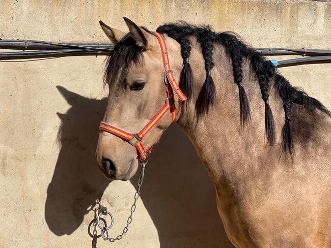 PRE Fetitche Peralta Buckskin barocker, Post-Your-Horse.com (Caballoria S.L.), Horses For Sale, Rafelguaraf, Image 3