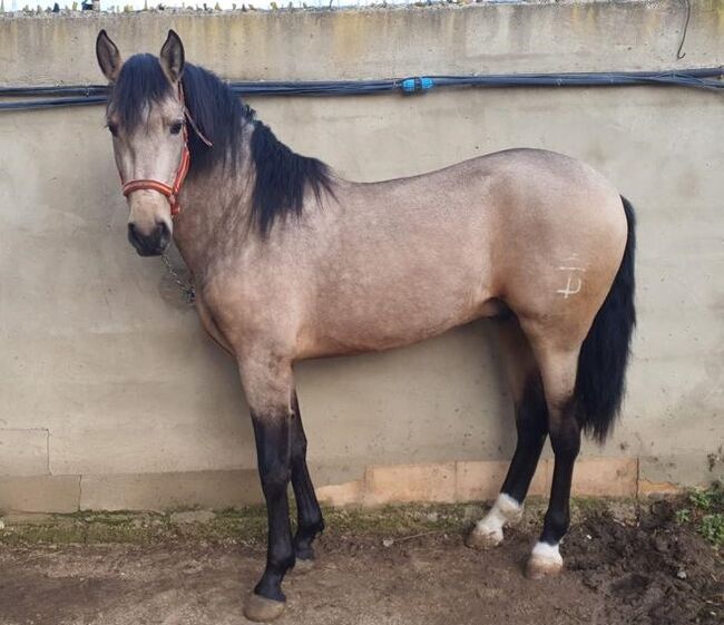 PRE Fetitche Peralta Buckskin barocker, Post-Your-Horse.com (Caballoria S.L.), Horses For Sale, Rafelguaraf, Image 2