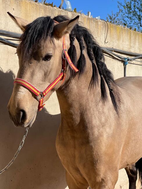 PRE Fetitche Peralta Buckskin barocker, Post-Your-Horse.com (Caballoria S.L.), Pferd kaufen, Rafelguaraf, Abbildung 5