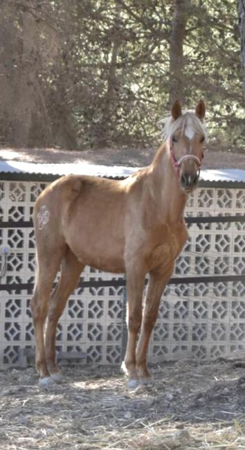 PRE Stutfohlen 2 Jahre Palomino, Yeguada Trébol, Horses For Sale, Alcoy, Image 5