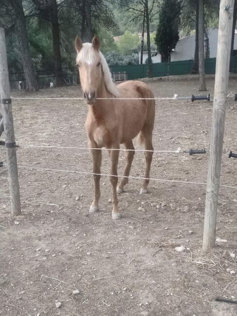 PRE Stutfohlen 2 Jahre Palomino, Yeguada Trébol, Horses For Sale, Alcoy, Image 4