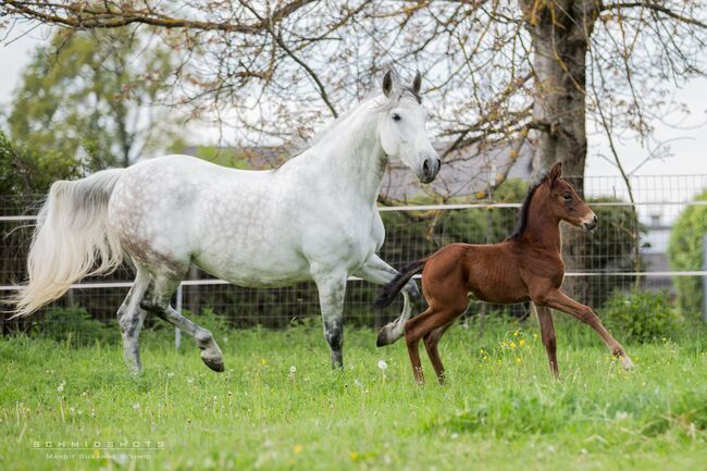 PRE Hengstfohlen aus 2020 - Halbbruder zu Poeta Su, ISPA - Iberische Sportpferde Agentur (ISPA - Iberische Sportpferde Agentur), Horses For Sale, Bedburg, Image 2