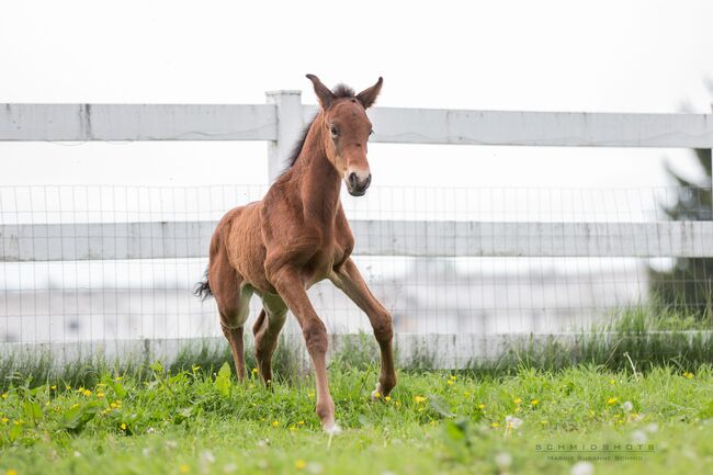 PRE Hengstfohlen aus 2020 - Halbbruder zu Poeta Su, ISPA - Iberische Sportpferde Agentur (ISPA - Iberische Sportpferde Agentur), Horses For Sale, Bedburg, Image 4