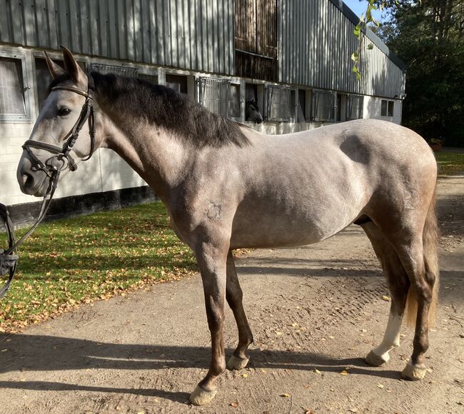 Pre für den Amateur, Anja, Horses For Sale, Hassendorf , Image 2