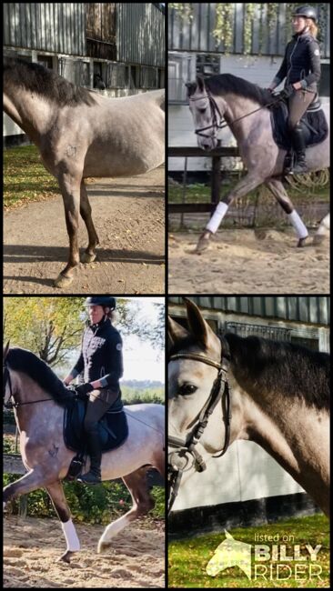 Pre für den Amateur, Anja, Horses For Sale, Hassendorf , Image 5