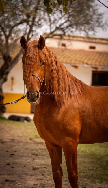 PRE Fuchs Basis geritten/ full papers, Post-Your-Horse.com (Caballoria S.L.), Pferd kaufen, Rafelguaraf