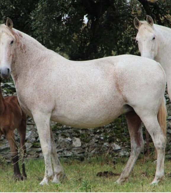 PRE Cruzado Stute, Yeguada Trébol, Pferd kaufen, Alcoy, Abbildung 6