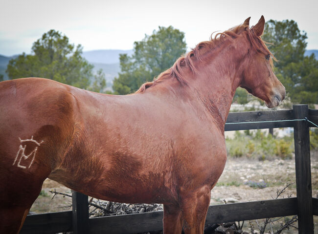 PRE Cruzado Stute, Yeguada Trébol, Horses For Sale, Alcoy, Image 3