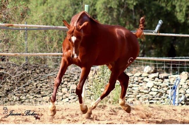 PRE Cruzado Stute, Yeguada Trébol, Horses For Sale, Alcoy, Image 4