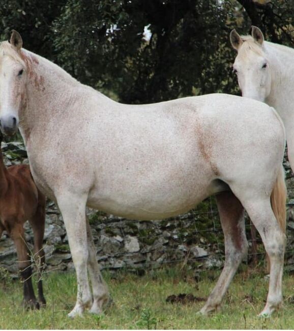 PRE Cruzado Stute, Yeguada Trébol, Horses For Sale, Alcoy, Image 6