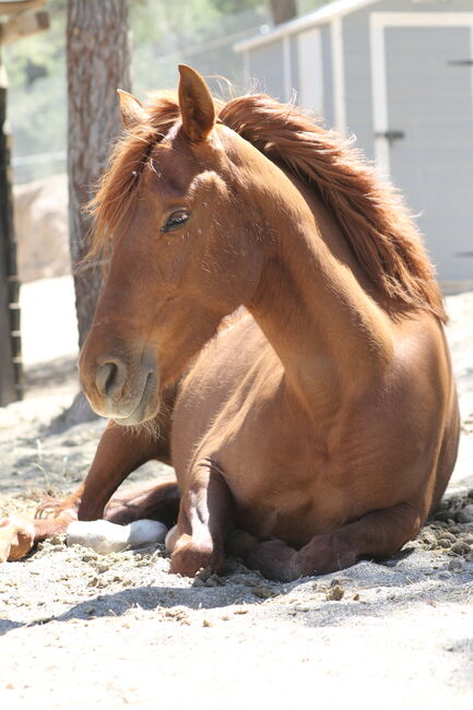 PRE Cruzado Stute, Yeguada Trébol, Horses For Sale, Alcoy, Image 7