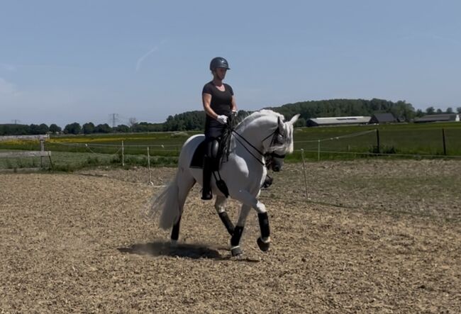 PRE gelding for sale, Martine, Horses For Sale, Horssen, Image 5