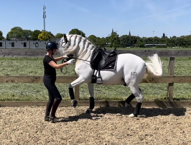 PRE gelding for sale, Martine, Horses For Sale, Horssen, Image 6
