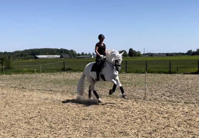 PRE gelding for sale, Martine, Horses For Sale, Horssen, Image 3