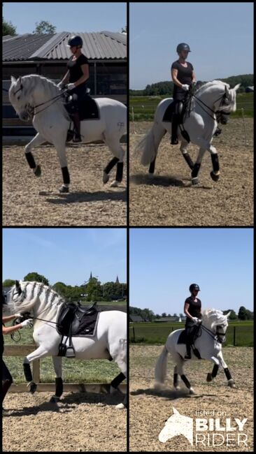 PRE gelding for sale, Martine, Horses For Sale, Horssen, Image 7