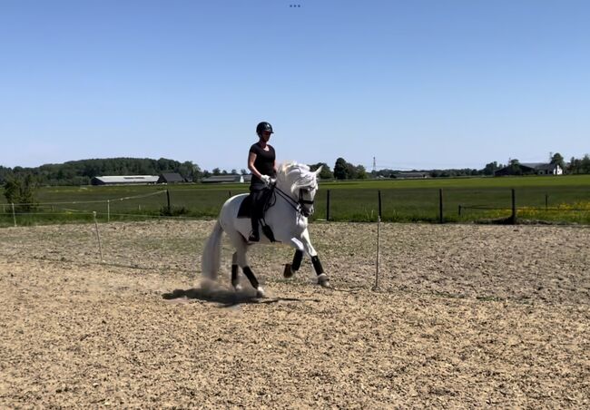 PRE gelding for sale, Martine, Horses For Sale, Horssen, Image 4