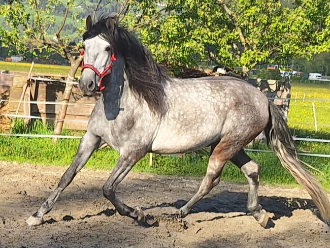 PRE Wallach, Irmi Steiner, Horses For Sale, Münster