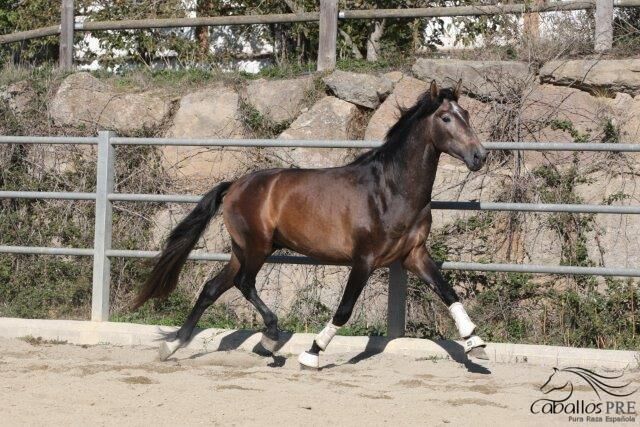 Großrahmiger PRE Schimmelhengst - 1.73m - Top Abstammung, Thomas Adams (Caballos PRE), Horses For Sale, Bell, Image 4