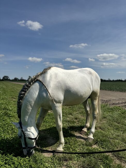 PRE Schimmel Hengst -Märchenprinz im besten Alter, Petra Josume, Horses For Sale, Strasshof , Image 4