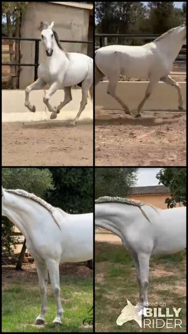 PRE Schimmelhengst - 3,5 Jahre alt - ca. 1.64 m, Thomas Adams (Caballos PRE), Horses For Sale, Bell, Image 6