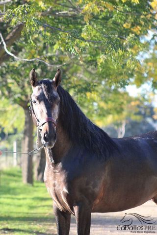 PRE Schimmelhengst - 4 jähr. - ca. 1.64 m - angeritten - Piro frei, Thomas Adams (Caballos PRE), Horses For Sale, Bell, Image 3