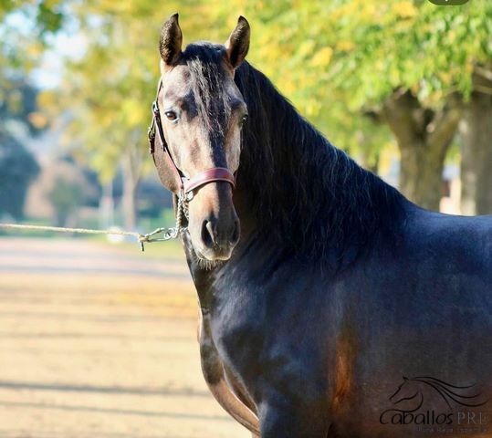 PRE Schimmelhengst - 4 jähr. - ca. 1.64 m - angeritten - Piro frei, Thomas Adams (Caballos PRE), Horses For Sale, Bell, Image 9