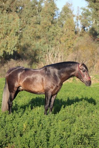 PRE Schimmelhengst - 4 jähr. - ca. 1.64 m - angeritten - Piro frei, Thomas Adams (Caballos PRE), Horses For Sale, Bell, Image 4