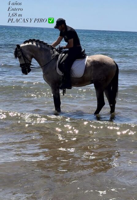 PRE Hengst - 4 jährig - 1.68 m, Thomas Adams (Caballos PRE), Pferd kaufen, Bell