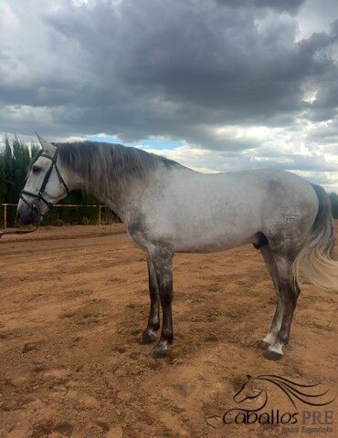 PRE Hengst - 5 jährig - ca. 1.72 m - s.g. angeritten, Thomas Adams (Caballos PRE), Horses For Sale, Bell