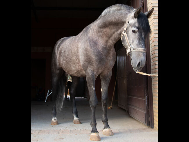 PRE Hengst aus gutem Hause, Melanie Manzl, Pferd kaufen, 6341