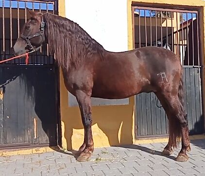 PRE HENGST, Traumpferd PRE  (Traumpferd PRE ), Horses For Sale, Friesenhagen 