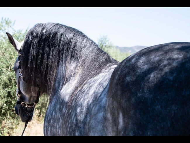 PRE Hengst Rarität, Melanie Manzl (Passion Barock), Horses For Sale, 6341, Image 3