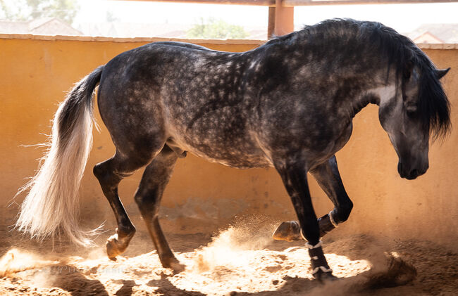 PRE Hengst Rarität, Melanie Manzl (Passion Barock), Horses For Sale, 6341, Image 6