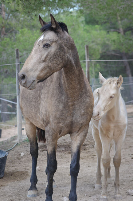 PRE Hengstfohlen in Sonderlackierung Bayo Perla (CrPrl), Yeguada Trébol, Horses For Sale, Alcoy