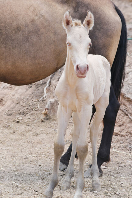 PRE Hengstfohlen in Sonderlackierung Bayo Perla (CrPrl), Yeguada Trébol, Horses For Sale, Alcoy, Image 3