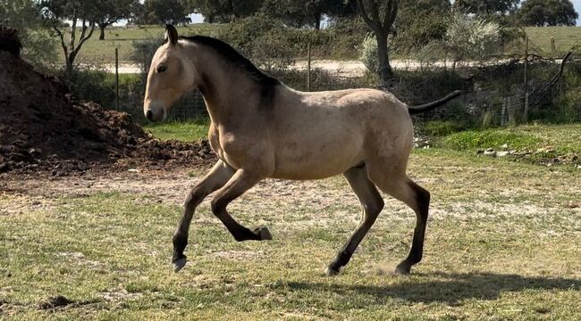 PRE Imperion angeritten und mega Charakter / Röntgen vorhanden, Post-Your-Horse.com (Caballoria S.L.), Pferd kaufen, Rafelguaraf