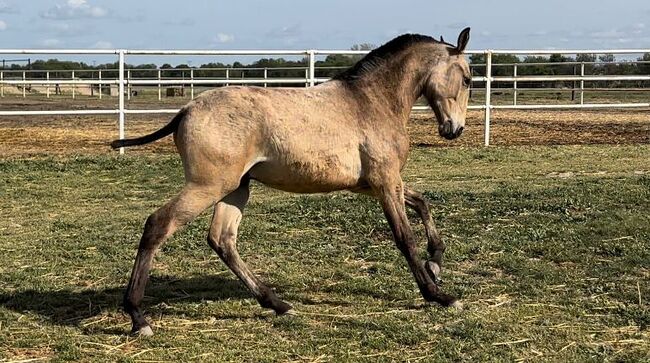 PRE Imperion angeritten und mega Charakter / Röntgen vorhanden, Post-Your-Horse.com (Caballoria S.L.), Konie na sprzedaż, Rafelguaraf, Image 2