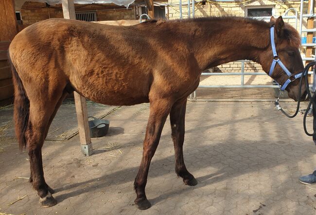 PRE Jährling in Smokey Black, Fam. Rudolph, Horses For Sale, Schönwölkau, Image 7