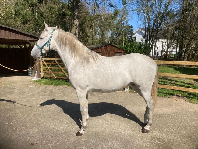 PRE Junghengst aus kleiner Zucht in Belgien, ISPA - Iberische Sportpferde Agentur (ISPA - Iberische Sportpferde Agentur), Horses For Sale, Bedburg, Image 4