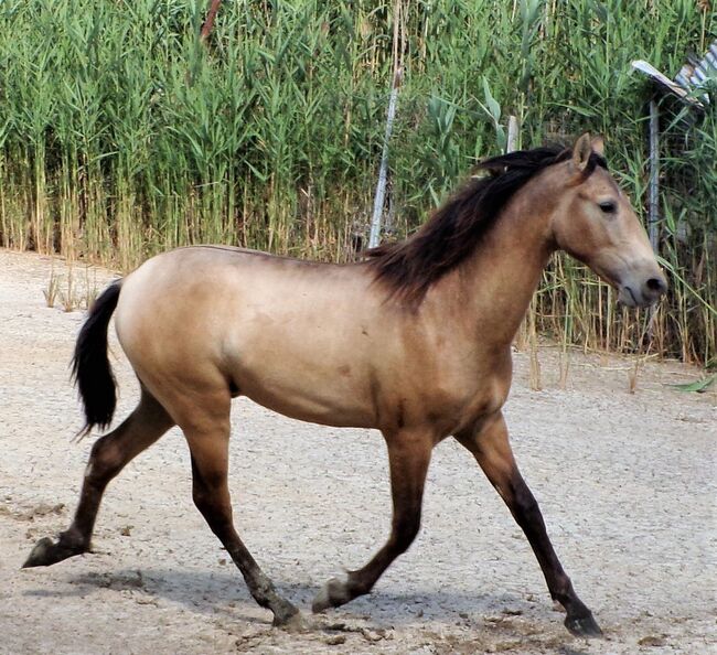 PRE Junghengst aus 2021 in Sonderfarbe, Post-Your-Horse.com (Caballoria S.L.), Pferd kaufen, Rafelguaraf, Abbildung 10