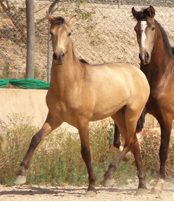 PRE Junghengst aus 2021 in Sonderfarbe, Post-Your-Horse.com (Caballoria S.L.), Pferd kaufen, Rafelguaraf