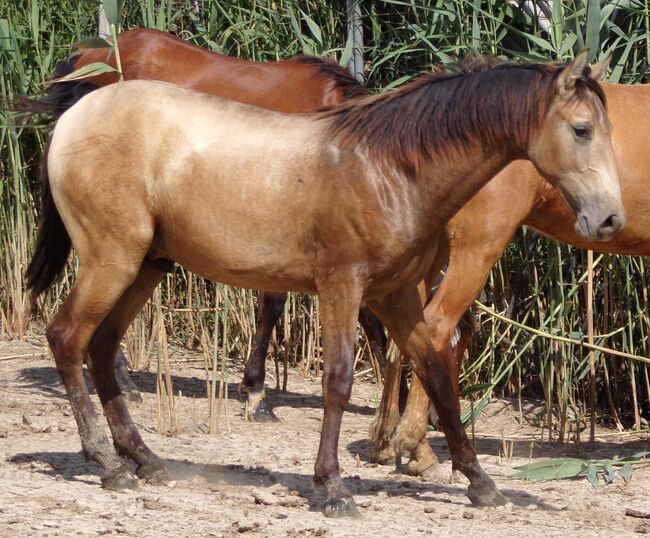 PRE Junghengst aus 2021 in Sonderfarbe, Post-Your-Horse.com (Caballoria S.L.), Pferd kaufen, Rafelguaraf, Abbildung 3